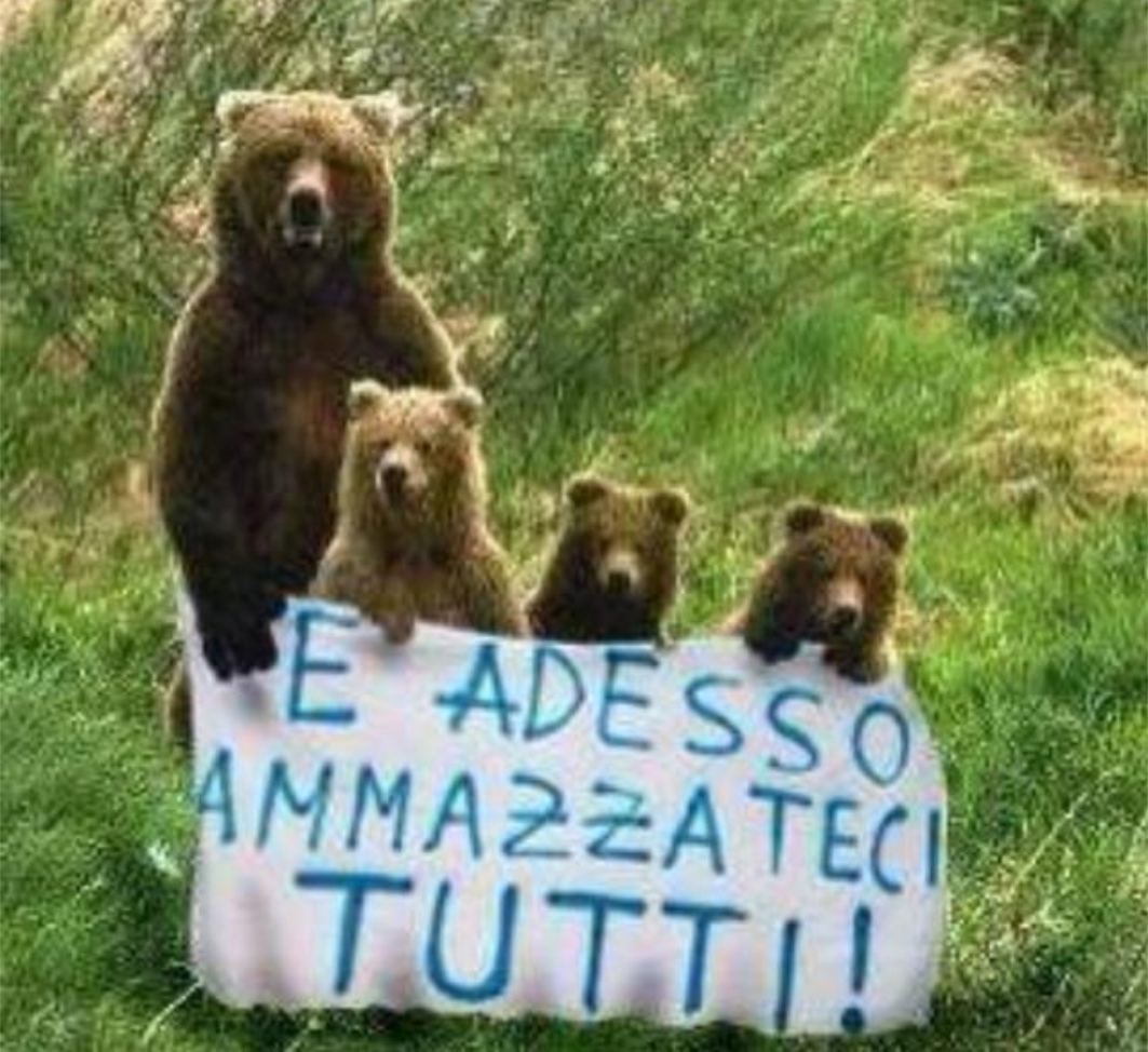 daniza2